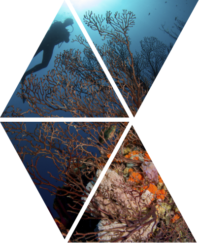 Triangular photo collage of diving among Saint Lucia's reefs